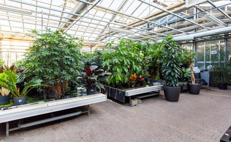 Gärtnerei Vietzen - Innenraumpflanzen