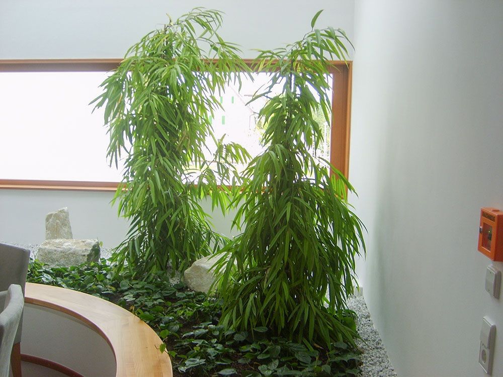 Gärtnerei Vietzen in Ulm - Innenraumbegrünung Ficus