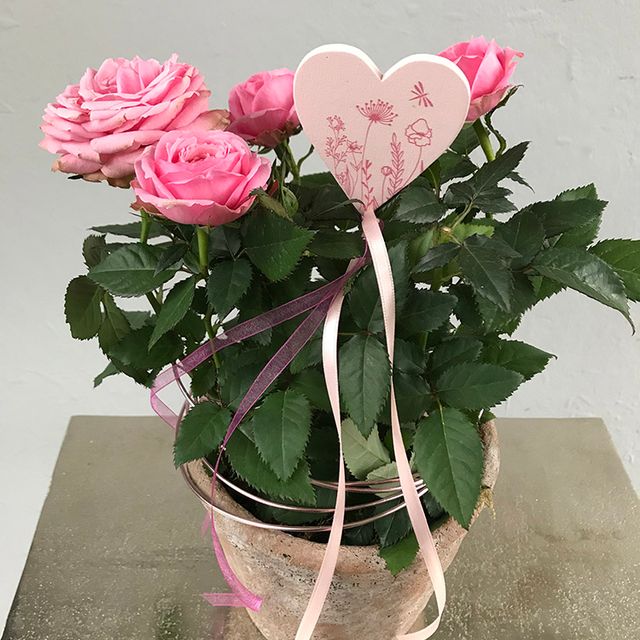 Gärtnerei Vietzen in Ulm - Rose mit Übertopf