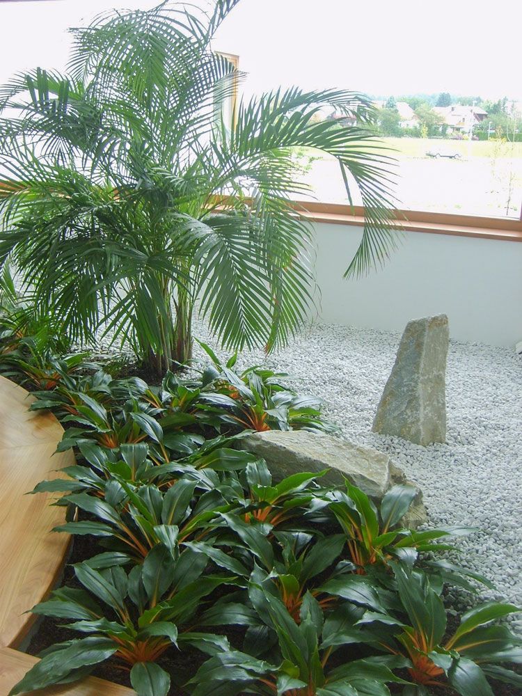 Gärtnerei Vietzen in Ulm - Innenraumbegrünung Palme